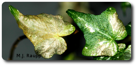 Brown, Discolored Leaves Can Be A Sign Of Thrips At - Plant Pathology (530x257), Png Download
