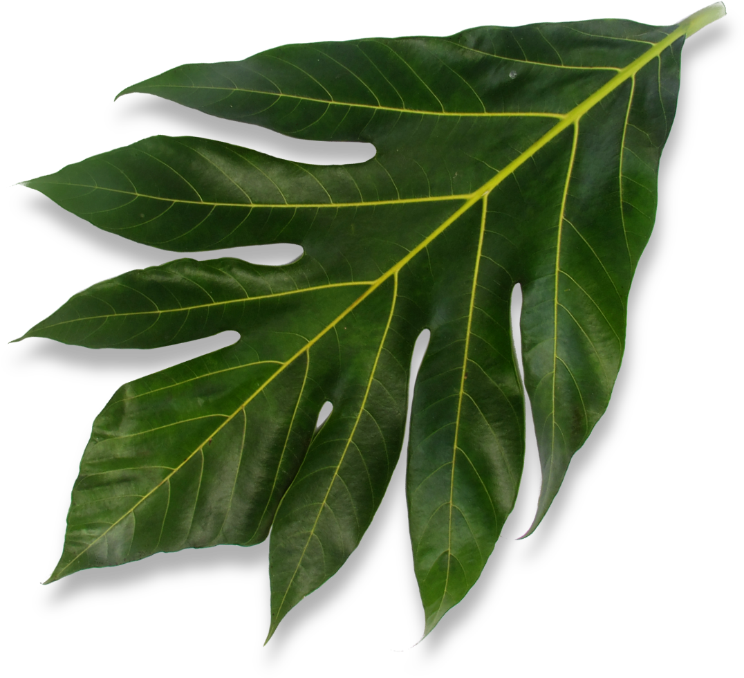 Leave png. Листья сверху. Крупные листья на прозрачном фоне. Натуральный лист. Листья растений на прозрачном фоне.