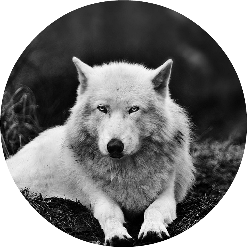 Black And White Wolf 16 Widescreen Wallpaper - Animal Wallpaper Hd 1080p 1920p (1001x951), Png Download