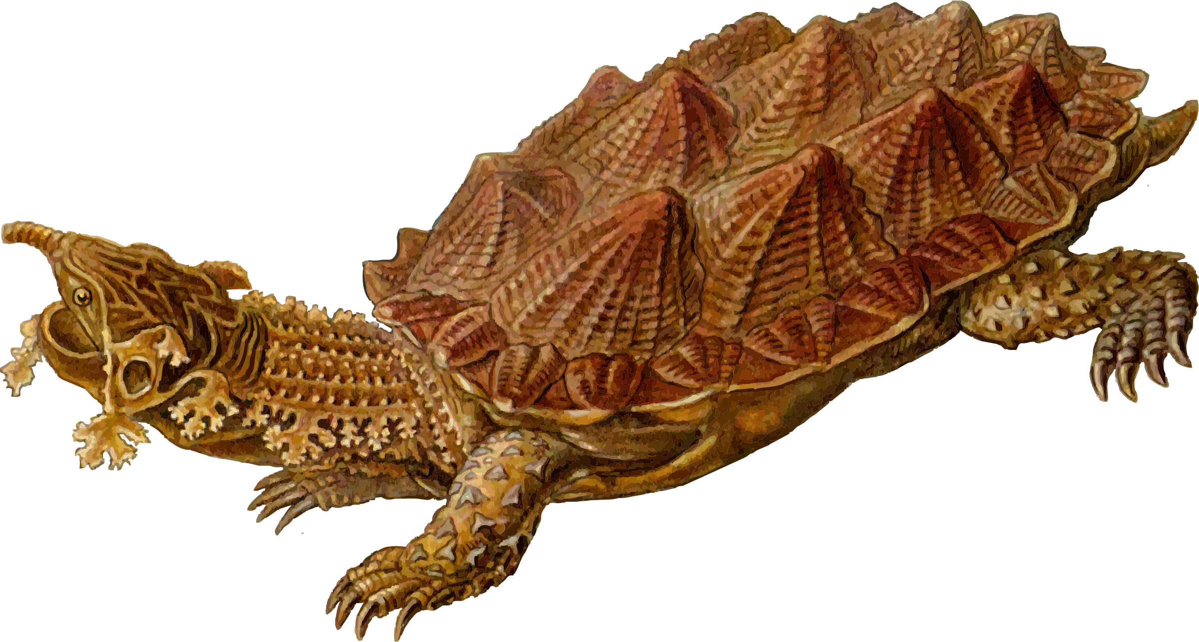 This Free Icons Png Design Of Prehistoric Turtle 5 (2400x1286), Png Download