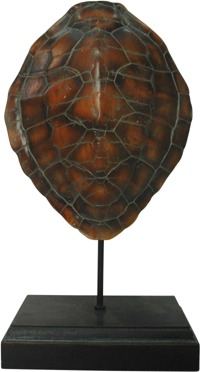 Decorative Sea Turtle Shell On Stand - Turtle Shell Display (800x800), Png Download