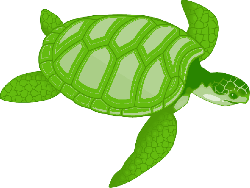 Mb Image/png - Sea Turtle Clip Art (800x601), Png Download