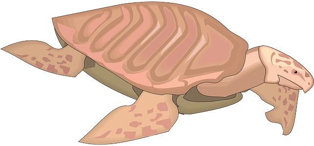 Turtle, Art, Shell, Ancient - Archelon Png (640x320), Png Download