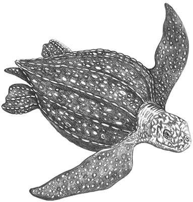 Leatherback Sea Turtle - Leatherback Sea Turtle Png (400x400), Png Download
