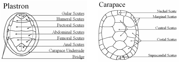 Basic Aquatic Turtle Knowledge - Turtle Shell Anatomy (724x252), Png Download