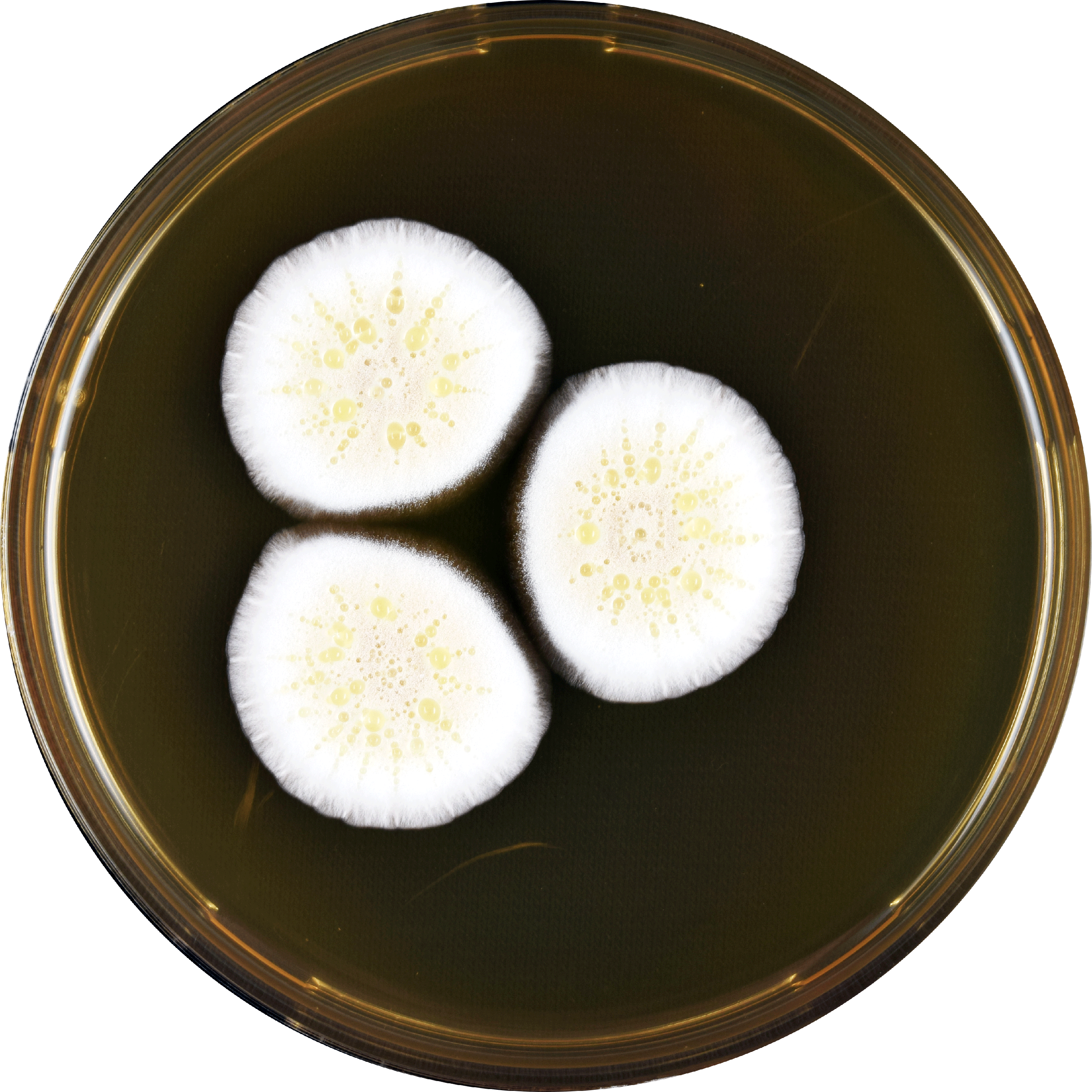 Aspergillus Floccosus Meaox - Flower (3000x3000), Png Download