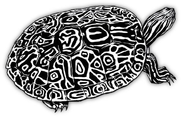 Watrivcootbw - Pseudemys Concinna Concinna (694x496), Png Download