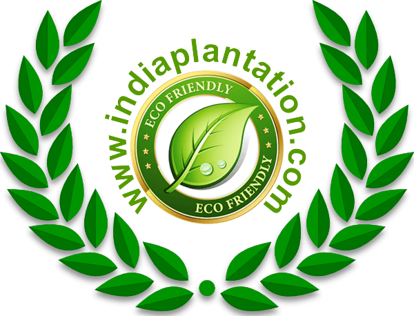 India Plantation New Logo - Olive Branch Symbol Peace (600x458), Png Download