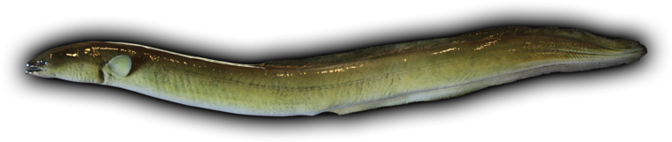 American Eel Fish Mount - Eel Png (800x310), Png Download