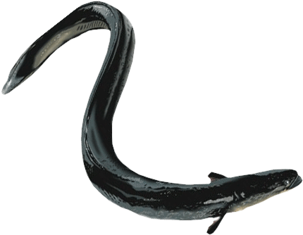 Transparent Eel Black Jpg Free Download - Portable Network Graphics (445x344), Png Download