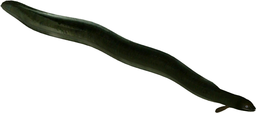 New Zealand Longfin Eel - Long Fin Eel Png (849x849), Png Download