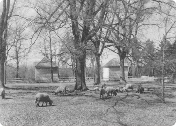 Tuckahoe Plantation, Boyhood Home Of Thomas Jefferson, - Varina Plantation Randolph (608x434), Png Download