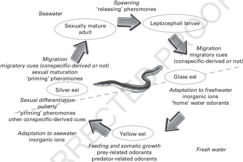 The Life Cycle Of The Freshwater Eel - The Freshwater Eel (850x567), Png Download