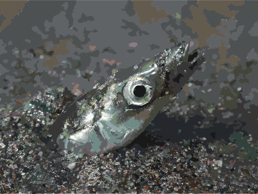 Download Fish That Hides In Sand Clipart Sand Eel Forage - Fish That Hide Under The Sand (900x676), Png Download