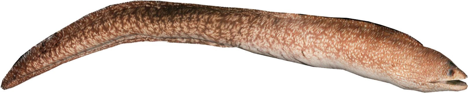 Transparent Eel Banner Royalty Free Stock - Easter Island Moray Eel (1620x1620), Png Download