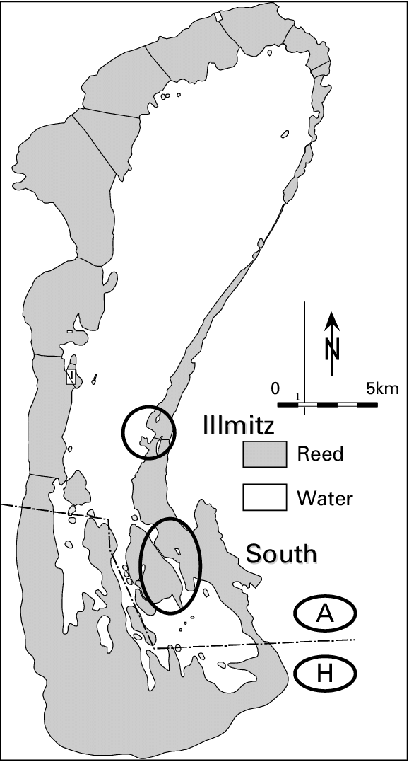 Eel Sampling Areas In The Bay Of Illmitz And In The - Map (579x1077), Png Download