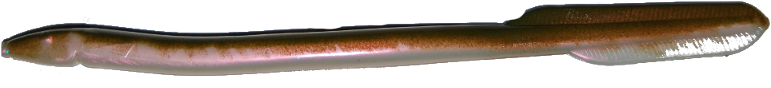 Eel - Conger Eel (800x500), Png Download