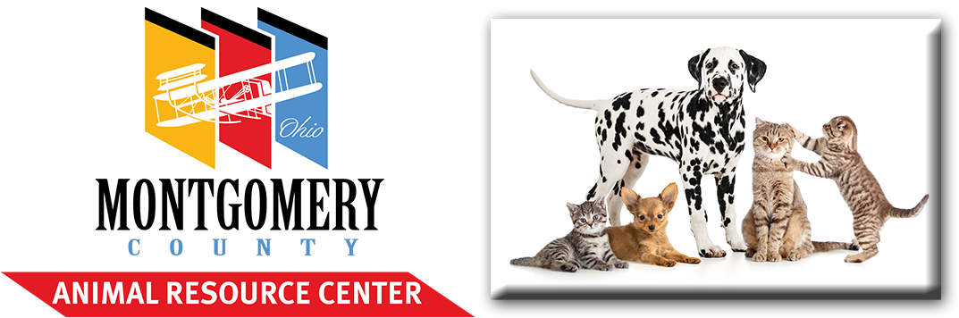 Dear Neighborhood Associations, - Two Dalmatian Dogs Photography By Eazl, Size: 12 X (1098x405), Png Download