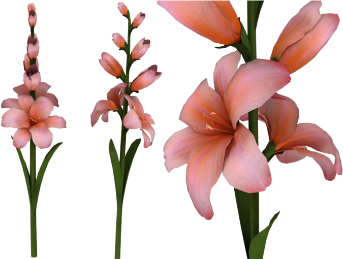 Gladiolus Png Hd - Clip Art (900x509), Png Download