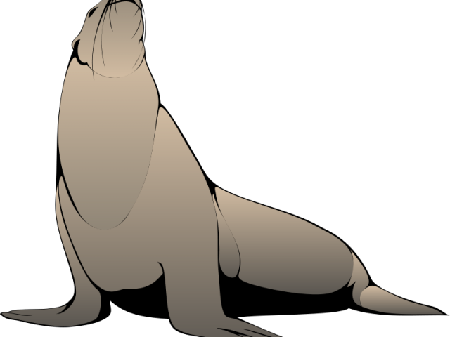 Seal Clipart Realistic - Harp Seal Clip Art (640x480), Png Download