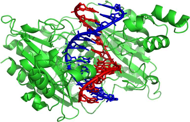 Ecorv 1rva - Structure Des Enzymes De Restriction (800x560), Png Download