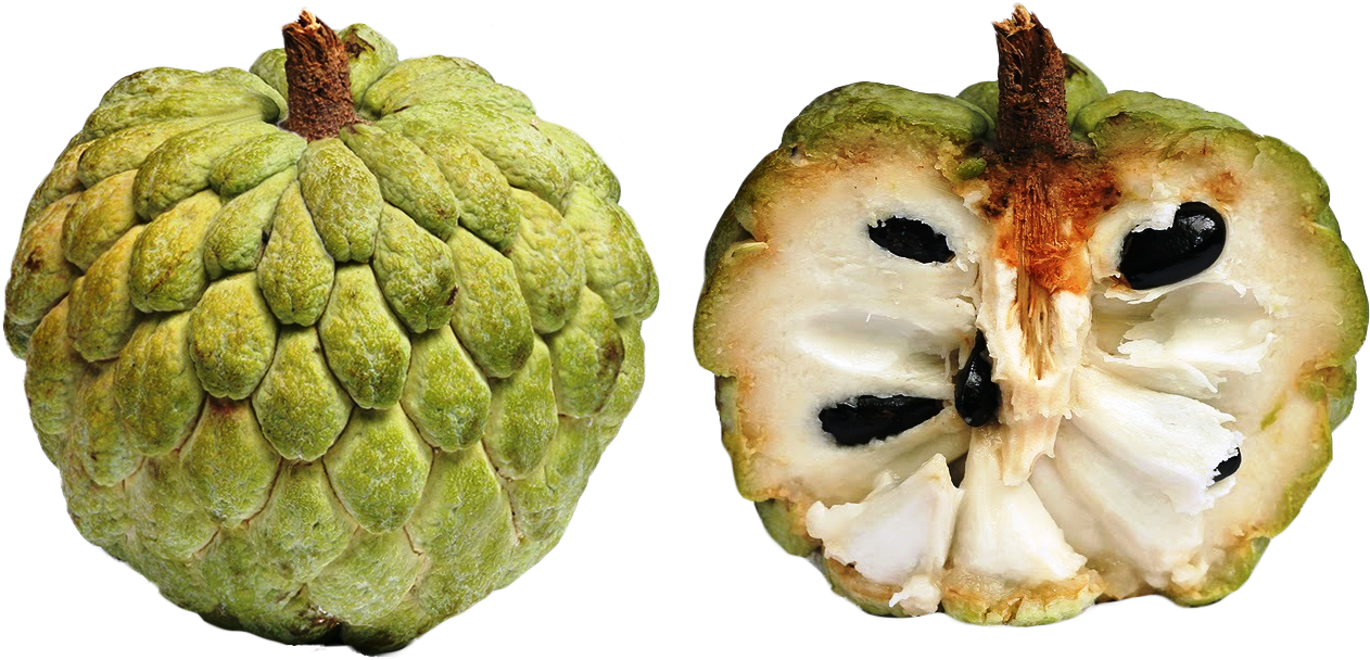 Cherimoya Tropical Exotic Fruits - Sugar Apple (1286x893), Png Download