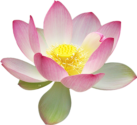 Ananda India Online - Lotus Blossom Realistic Lotus Drawing (500x400), Png Download