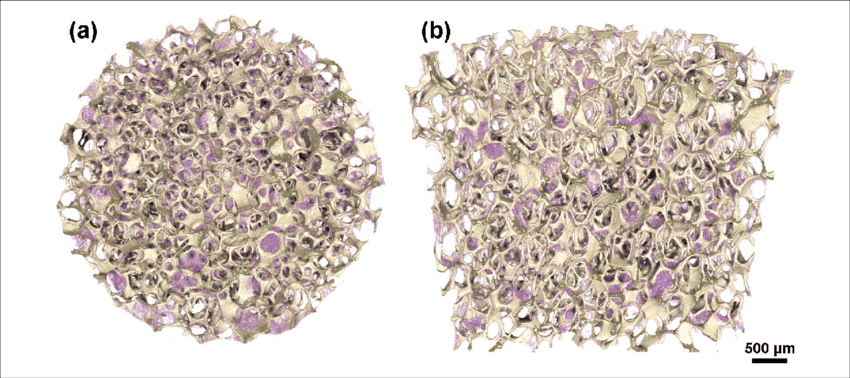 D Micro Computed Tomography Models Of Alginate Coated - Earrings (850x378), Png Download
