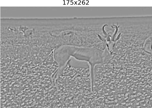 Some Images From The Laplacian Pyramid - Elk (532x378), Png Download