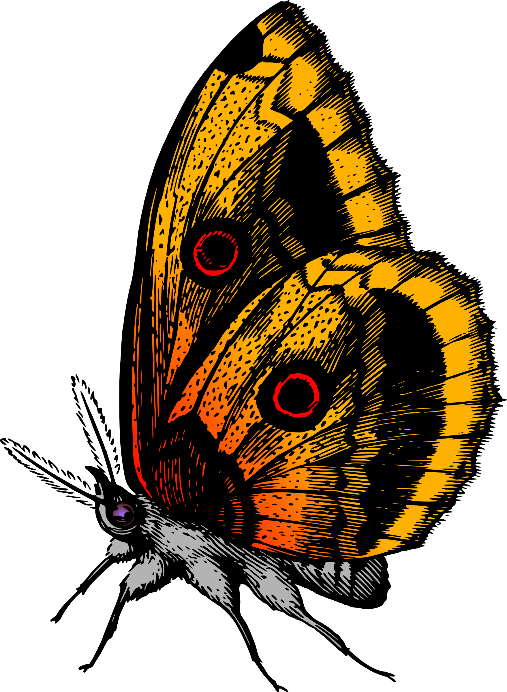 This Free Icons Png Design Of Butterfly 18 (1758x2400), Png Download