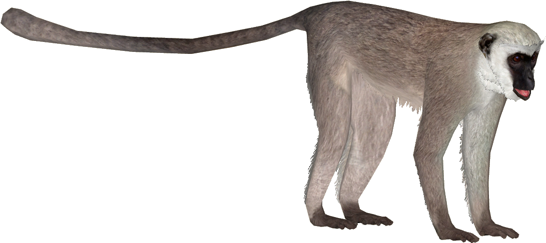 Hanuman Langur - Vervet Monkey Png (1090x1090), Png Download