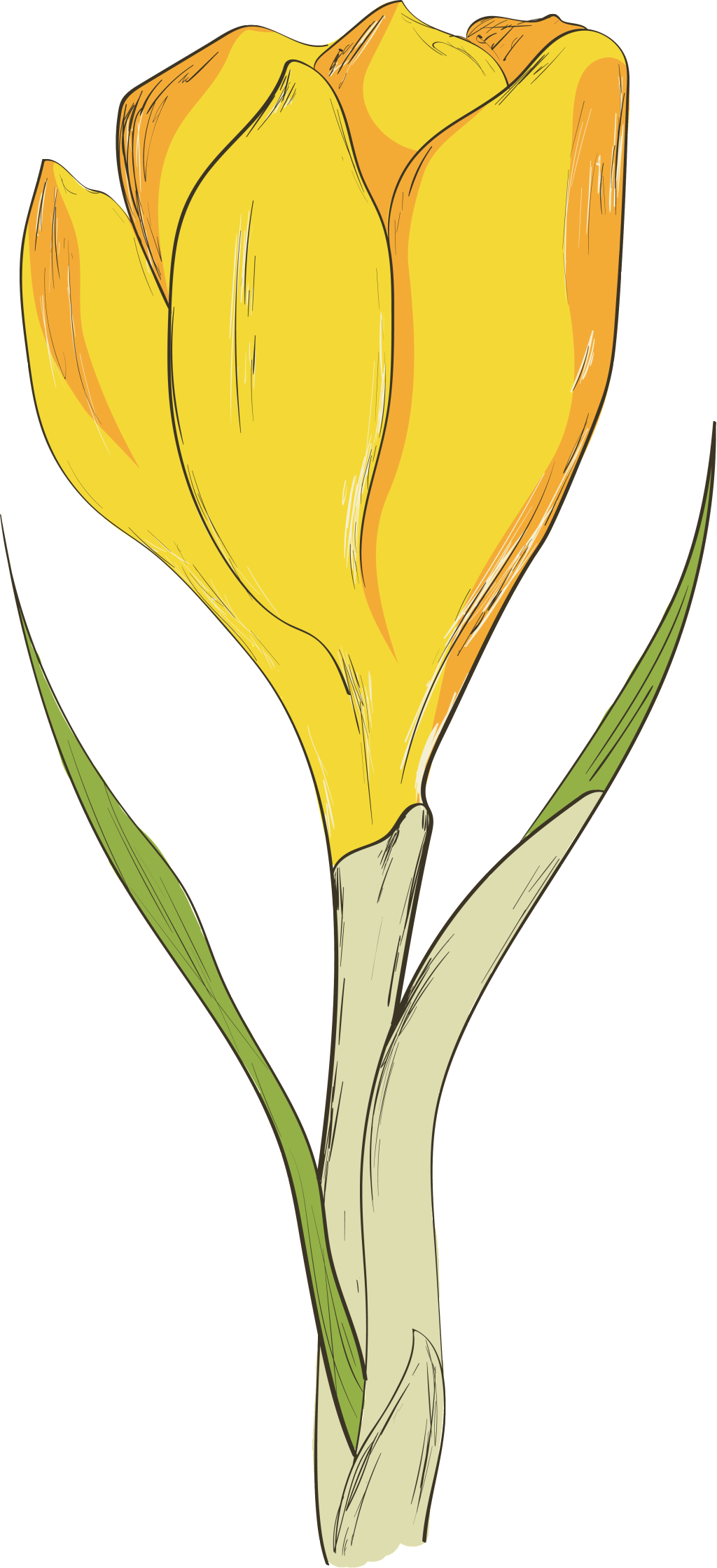 Yellow Flower Transparent Flower To Be Placed - Flower (1024x2238), Png Download