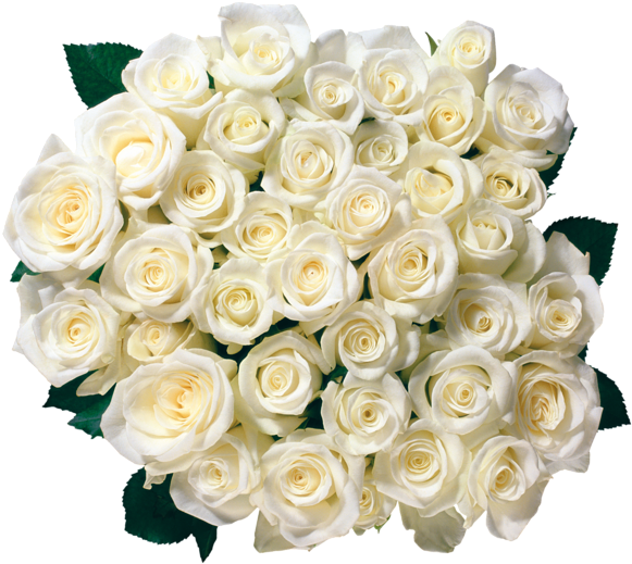 Flowers Clipart Birthday Roses, Order Flowers, Send - White Roses Border Png (600x553), Png Download