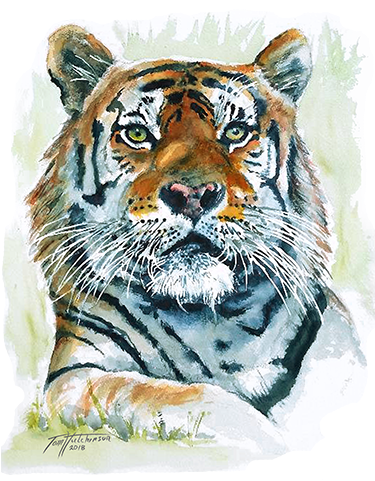 In Order To Offer A Wider Selection Of Merchandise, - Siberian Tiger (480x480), Png Download