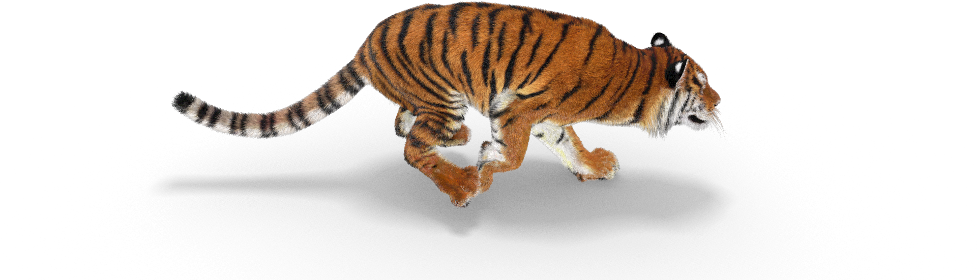 Safari Park Tiger - Tiger Running Png Hd (1920x1080), Png Download