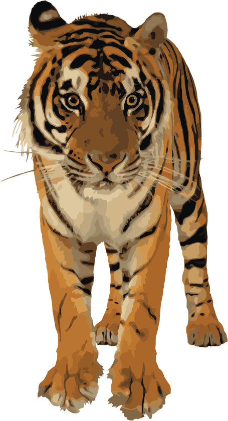 Roaring Tiger Png - Royal Bengal Tiger Png (595x842), Png Download