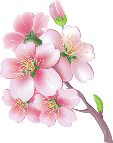 Sakura Vector (397x500), Png Download
