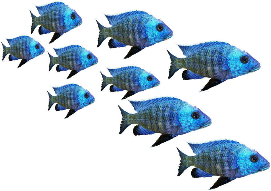 Fish, Fish Swarm, Perch, Sea, Lake, Water, Nature - Fish (960x720), Png Download