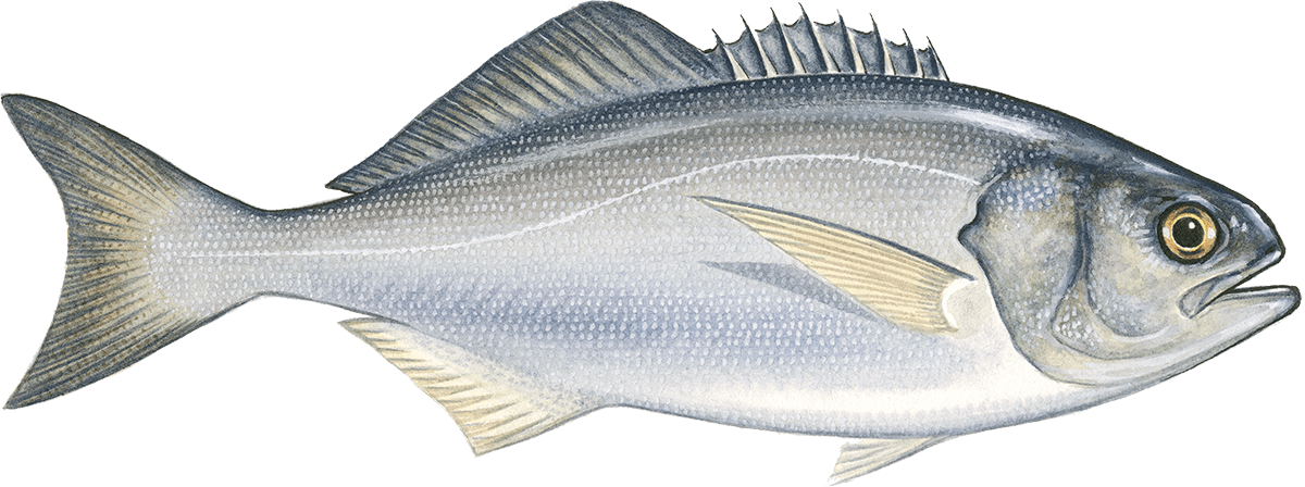 Butterfish Png (1200x448), Png Download