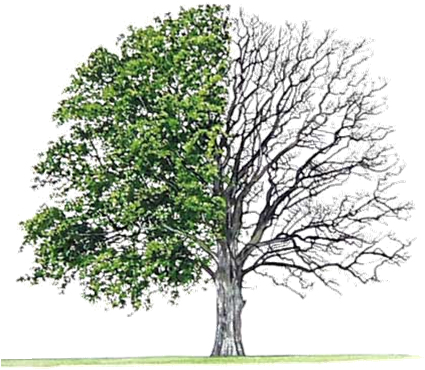 Earth Day Special April - Bur Oak Tree (428x388), Png Download