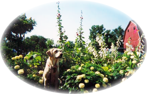 The Garden Angels And Other Volunteers Watch Over And - Harrier (478x306), Png Download