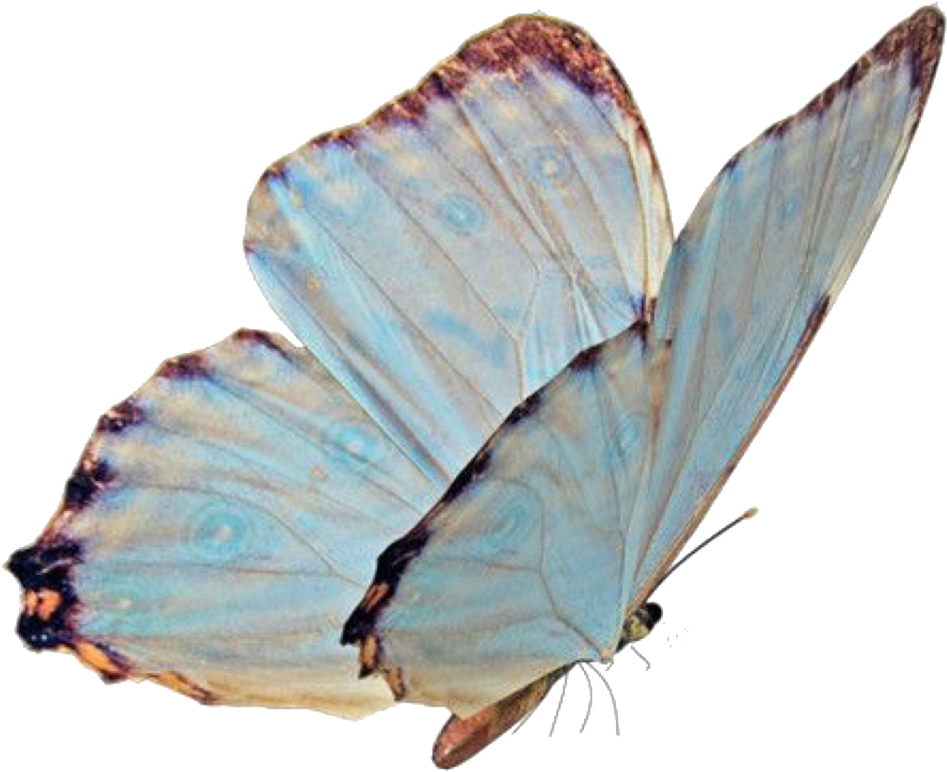 55 Images About Niche Memes - Lycaenid (1280x1280), Png Download