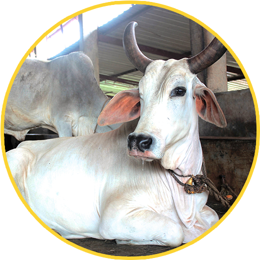 Cow Transparent Beautiful - Cow Png India (794x531), Png Download
