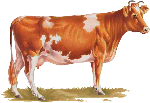 Cow Png Image Cows Picture - Indian Cow Png (568x568), Png Download
