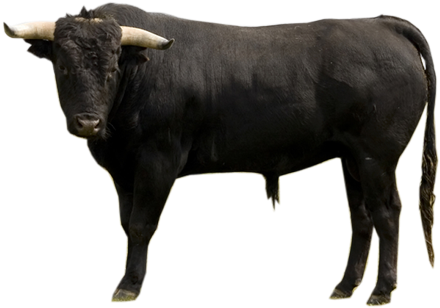 Indian Ox Png - Spanish Bulls (445x355), Png Download