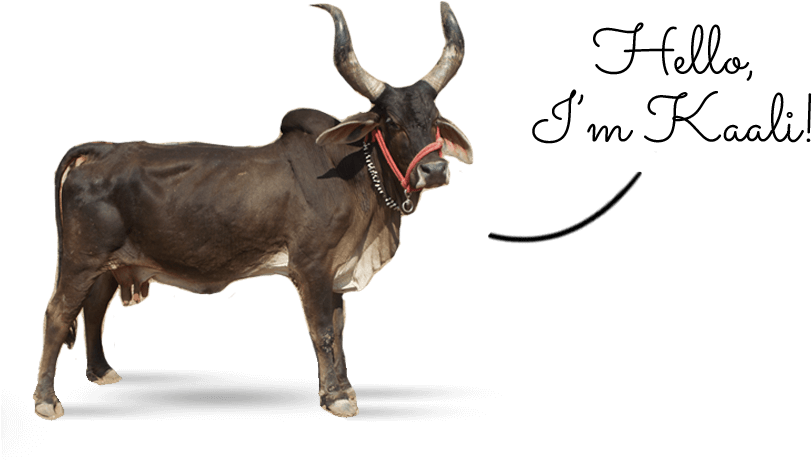 Indian Zebu Kali - Kali Linux (856x498), Png Download