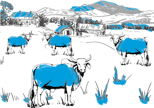 Cows Fed Naturally Grown Food At Our Farm 100% Organic - Dairy Cow (500x376), Png Download