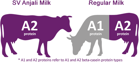 While Our India Based Native Cows Still Produce A2 - Cow Vector (555x256), Png Download