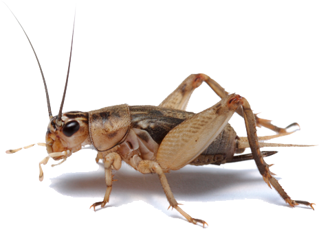 Image Library Stock Pest Control Bakersfield Safeguard - Cricket Bug (700x467), Png Download