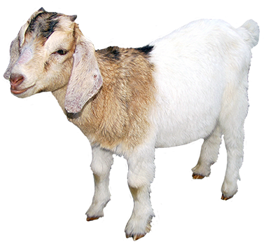 Goat Transparent Outline - Domestic Animals Images Png (384x357), Png Download